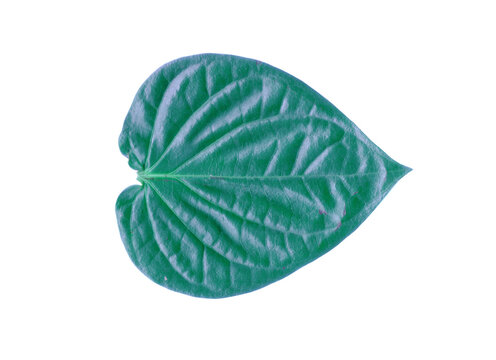 Single fresh green betel leaf isolated on a black background