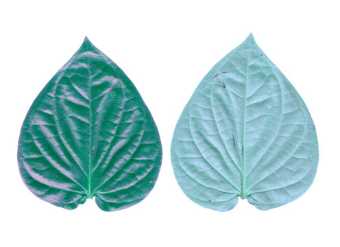 Front and back view of fresh green betel leaves isolated on black