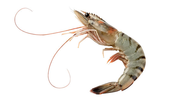 Fresh raw king prawn shrimp seafood grocery cooking delicious ingredient isolated on transparent background