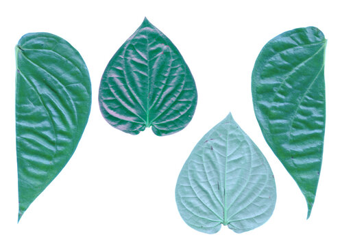 Collection of fresh green betel leaves showing different angles isolated on black