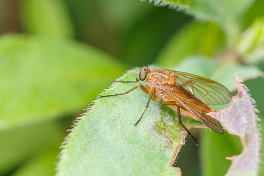 Makrofotografia owada z rzędu much&oacute;wek (Diptera) odpoczywającego na zielonym liściu. Detaliczny kadr ukazujący strukturę skrzydła i biologiczne piękno polskiej mikrofauny.