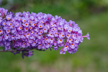 Fioletowy kwiatostan budlei Dawida (Buddleja davidii), znanej jako motyli krzew, w pełnym rozkwicie. Idealny motyw botaniczny, ogrodowy i ekologiczny. © Henryk Niestrój