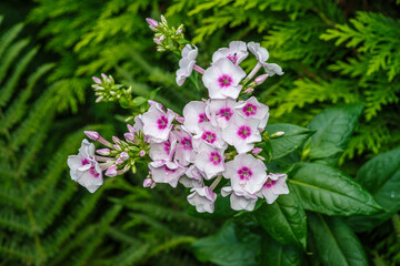  Różowo-biały floks wiechowaty (Phlox paniculata) kwitnący w ogrodzie na tle zielonych liści paproci i iglaków. Sielski, letni motyw botaniczny i ekologiczny. © Henryk Niestrój