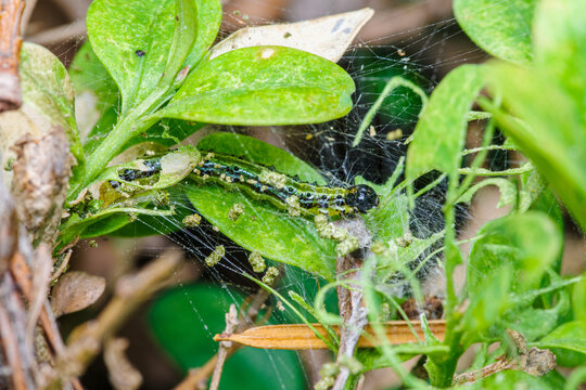 Gąsienica ćmy bukszpanowej (Cydalima perspectalis) żerująca na liściach bukszpanu wśr&oacute;d przędzy. Ochrona roślin przed szkodnikami, makrofoto entomologiczne.