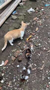 Mother cat walking with tiny calico kittens in outdoor urban footage showing natural family animal behavior during daily exploration activities