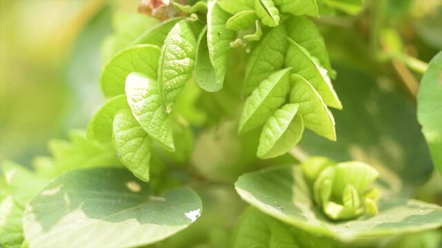 4K macro: Flemingia strobilifera flowers and bracts gently swaying in nature.