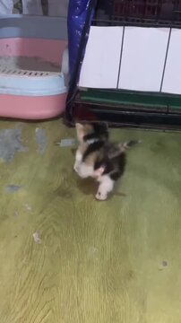 Tiny calico kitten playfully jumping and running across a hardwood floor in this cute energetic home video motion clip capture