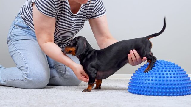 An adult woman in a striped shirt supports a black and tan dachshund dog stepping over a blue spiky balance dome, a core strengthening routine for canine conditioning and injury prevention.