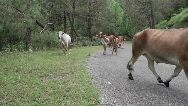 Cattle herd walking on a forest road in Uttarakhand, India