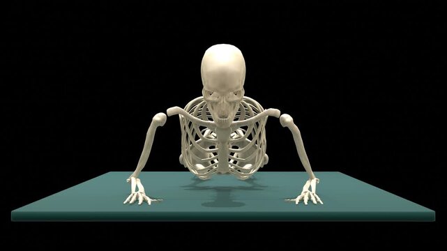 Medical 3D animation of prone forearm press-up rehabilitation exercise using a 3D Skeletal System Model, captured in 180 Degree Turntable Rotation View, Isolated Transparent Alpha Channel