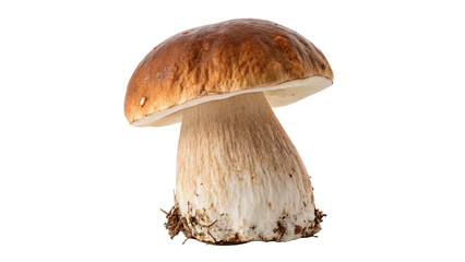 Single fresh raw wild porcini mushroom boletus cooking ingredient isolated on transparent background © PNG_MEGAStock