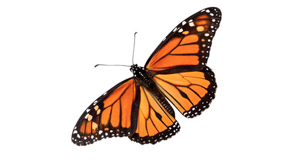 Beautiful bright orange monarch butterfly insect wildlife fauna wings asset isolated on transparent background © PNG_MEGAStock
