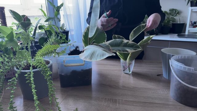 Woman cutting stem of variegated rubber plant for propagation, taking cuttings from ficus elastica with scissors, indoor gardening process, houseplant care, plant propagation and home gardening