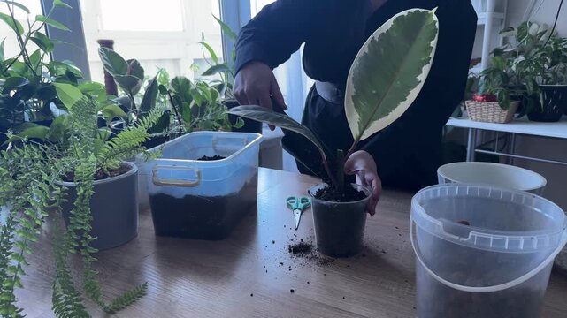 Woman adding soil to plant pot during houseplant repotting, indoor gardening process with variegated ficus, preparing substrate and caring for tropical plant at home, gardening hobby and plant propaga