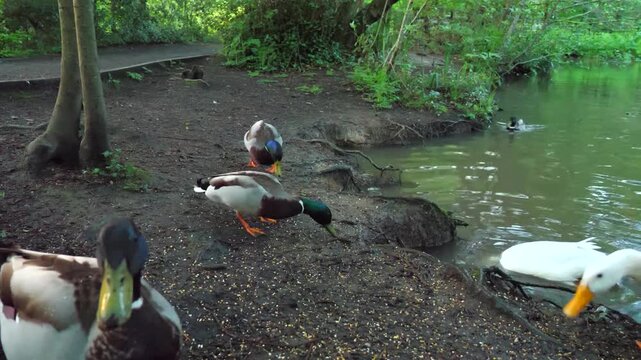A group of colorful mallard ducks walking on the muddy bank of a forest pond searching for food