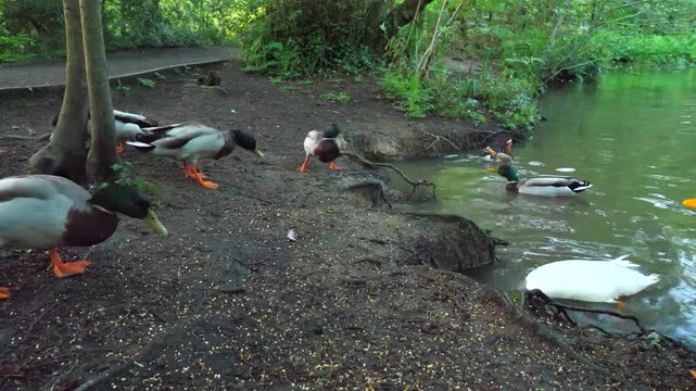 A diverse group of colorful ducks including mallards and a mandarin duck eating near a pond in a park