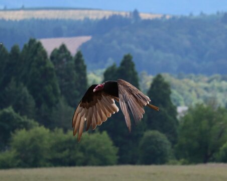 Turkey Vulture Flying