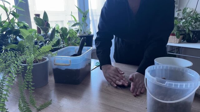 Woman collecting potting soil with hands and transferring it into container during houseplant repotting, indoor gardening process, preparing soil substrate for ficus, home plant care and gardening hob