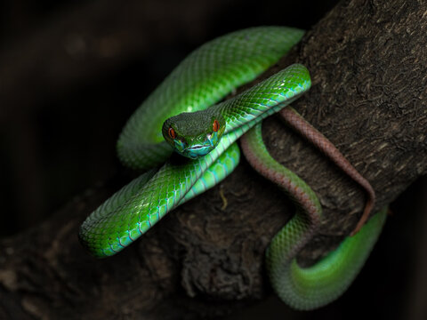 The green white-lipped pit viper (Trimeresurus insularis) is a venomous arboreal snake native to the Lesser Sunda Islands. Indonesia.