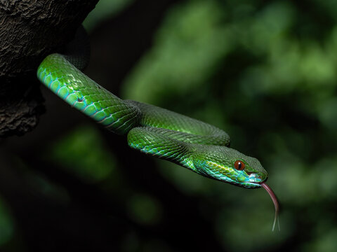 The green white-lipped pit viper (Trimeresurus insularis) is a venomous arboreal snake native to the Lesser Sunda Islands. Indonesia.