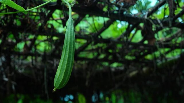 Fresh green ridge gourd hanging on a vine in a rural organic garden close up
