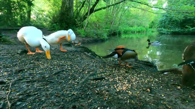 A diverse group of white Aylesbury and colorful Mandarin ducks feeding on the riverbank in a lush green woodland park