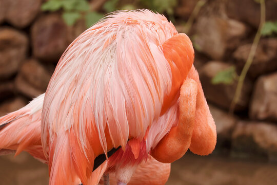 Abstract macro view of a flamingo's vibrant pink plumage texture while tucking its head to preen its belly