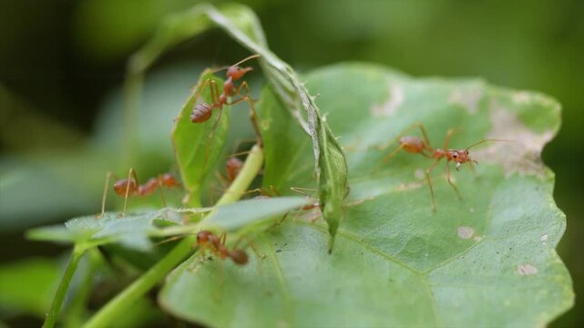 4K extreme macro footage of red weaver ants building nest together on green leaves in nature.