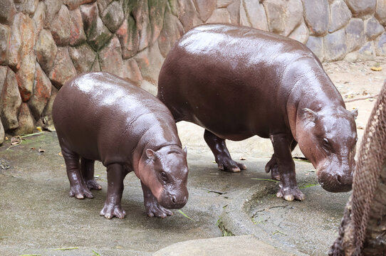 An 11 Months Old Chubby Pygmy Hippo Calf Grazing with her Mom in their Enclosure