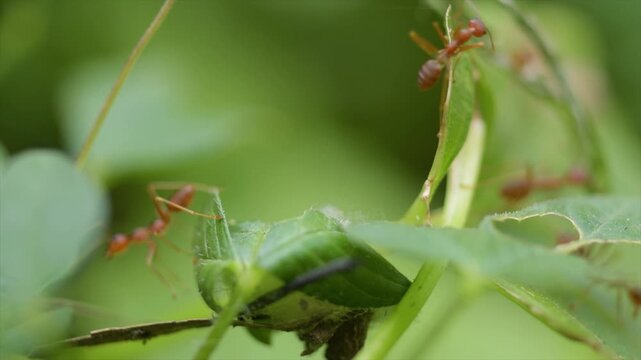 4K extreme macro footage of red weaver ants building nest together on green leaves in nature.