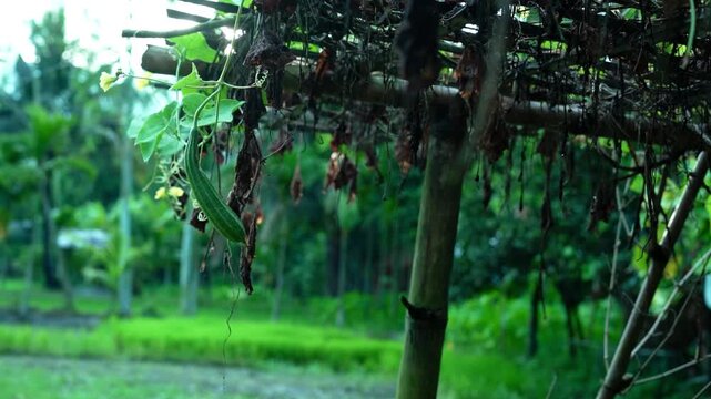 Fresh small ridge gourd hanging on a vine under a traditional bamboo arbor in a rural garden