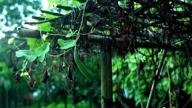 Natural healthy ridge gourd hanging securely from lush green plant foliage on a rustic trellis