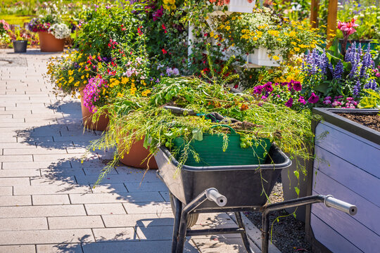 Wheelbarrow filled with garden waste next to colorful potted flowers