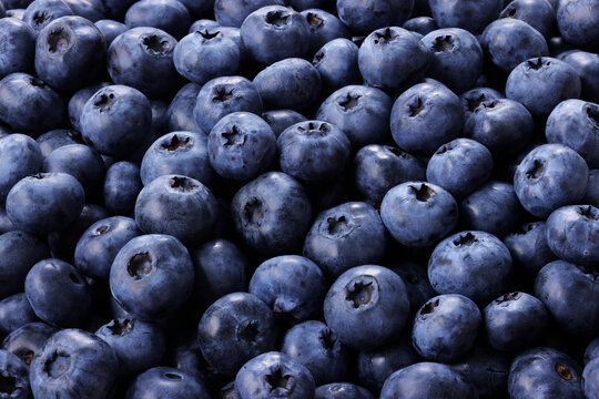画面全体に敷き詰められた新鮮なブルーベリーの果実　Fresh blueberries filled in full frame, berry pattern background