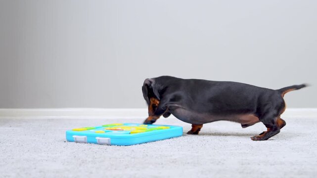 A black and tan dachshund dog digs its way through a blue interactive brain game on a light carpet indoors, a concept of pet enrichment and mental exercise for active companions.