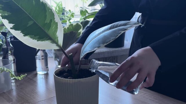 Woman watering freshly repotted variegated ficus plant in white pot, indoor gardening process, caring for houseplant after transplanting, home plant care, water pouring into soil, botanical hobby