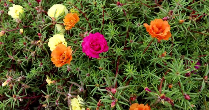 Moss rose portulaca flowers in slow living country lifestyle. Modern sustainable groundcover garden design concept. Eco friendly natural backyard wellness retreat backdrop. Fresh clean air.