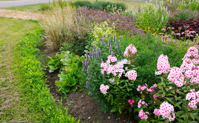 Obraz premium Blooming perennial garden border with pink phlox and purple agastache flowers. Lush summer backyard landscaping features decorative grasses and vibrant flowerbed in natural daylight.