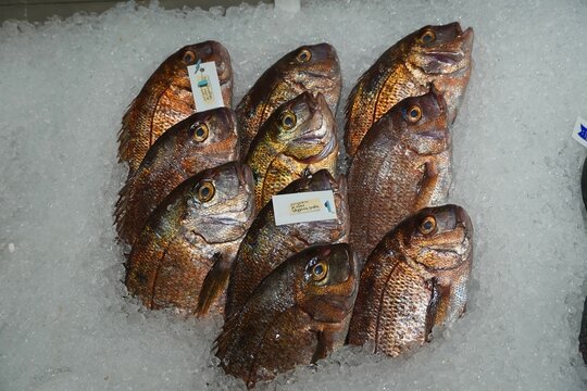 Seabream, or red porgy, or Pagrus pagrus fish, sold in a supermarket