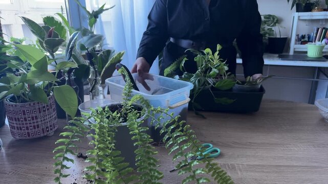 Moving flower box with houseplants to a nearby table, indoor gardening routine, hands carrying container with green plants, arranging plants at home, houseplant care, botanical hobby and indoor garden