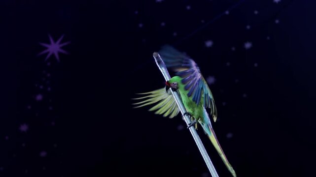Green parrot with vibrant plumage perched on a diagonal pole, wings extended against a dark backdrop featuring sparkling star decorations, performing an act in an entertainment show slow motion