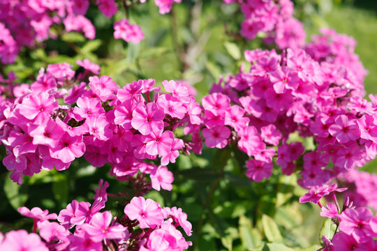 Lush magenta phlox paniculata flower clusters blooming in summer garden. Dense pink blossoms form rich natural texture under bright sun. Beautiful perennial plant showcases vibrant floral background a