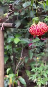 Hummingbird feeding on a red lantern flower