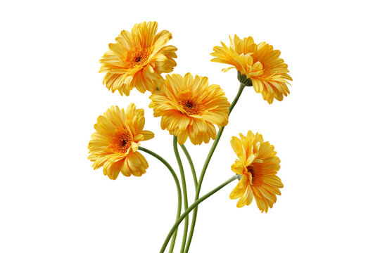 Yellow gerbera daisy bouquet on stems isolated on white background, botanical beauty concept