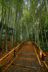 Fototapeta premium Beautiful bamboo forest on a summer day
