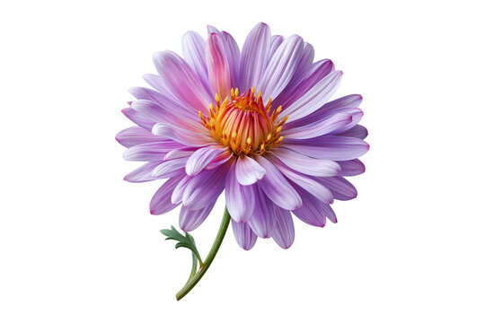 White aster flower with golden yellow center isolated on white background, presenting concept of natural botanical beauty