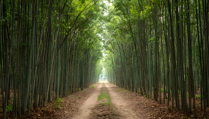 Fototapeta premium Natural bamboo forest trail path surrounded by tall green trees in quiet landscape.
