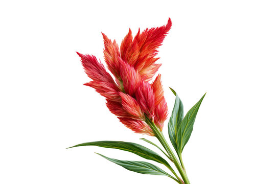 Red celosia cockscomb flower with green leaves isolated on white background, botanical beauty concept