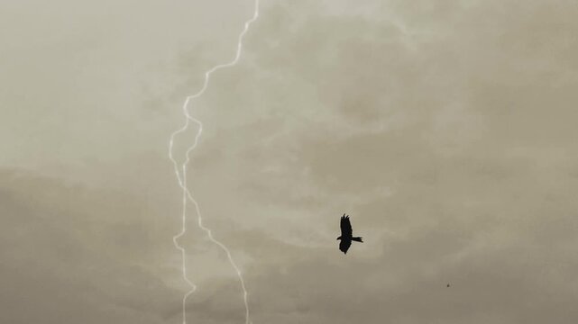 Silhouette of a bird flying in cloudy sky 