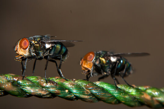 Macro photograph of two metallic green flies with orange compound eyes perched on a textured green stem against a dark background, highlighting insect detail and natural behavior.